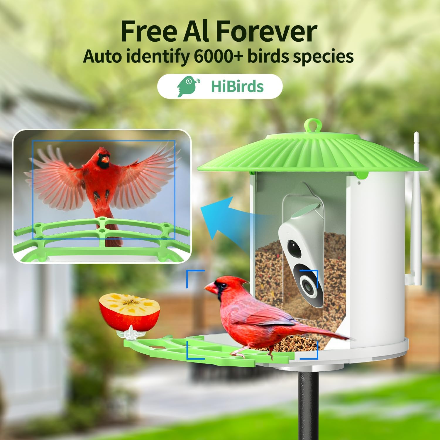 runofast HiBirds-Smart Bird Feeder with Camera,Bird Watching Camera with Solar Powered,