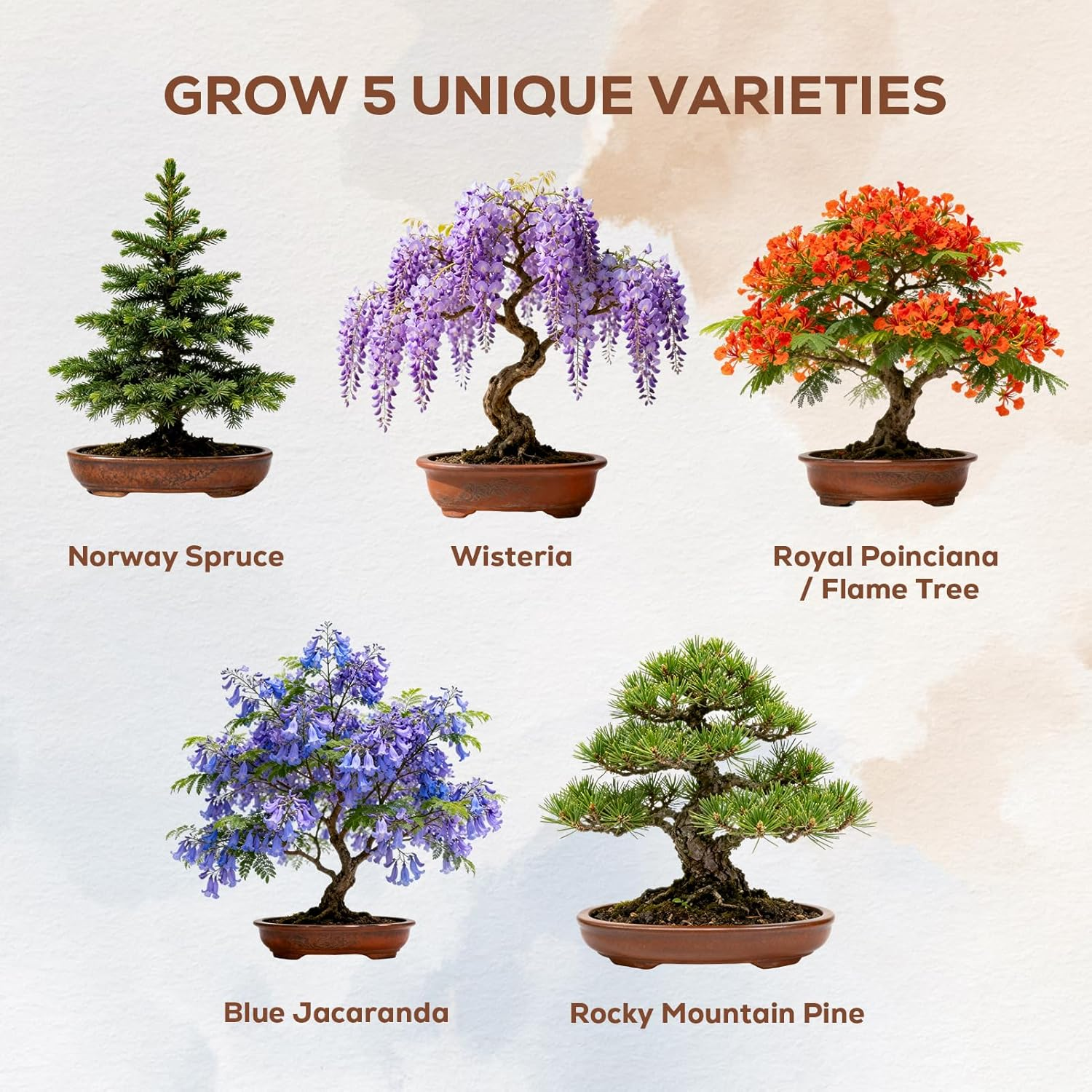 Bonsai Tree Starter Kit - Grow 5 Unique Varieties from Seed with Complete Growing Supplies