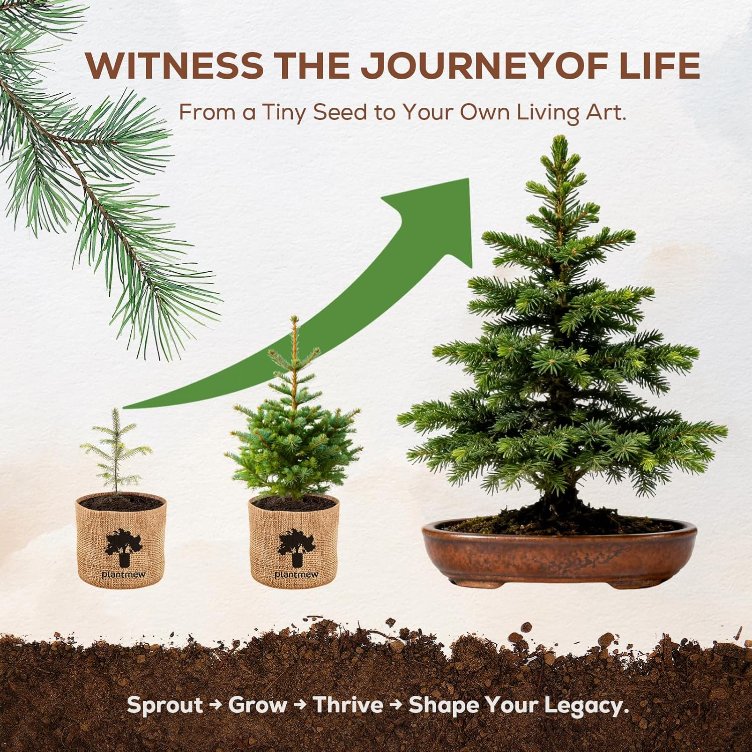 Bonsai Tree Starter Kit - Grow 5 Unique Varieties from Seed with Complete Growing Supplies