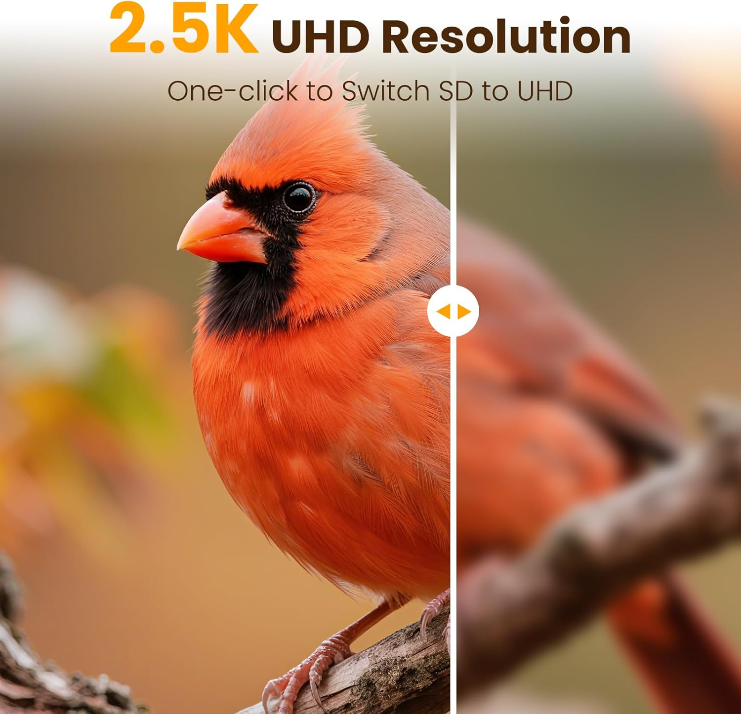 Smart Bird Feeder with Camera 2.5K UHD - AI Identifies 11,000+ Species